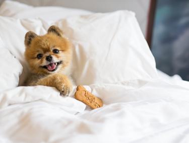 Pet-friendly Savannah - Hotel Indigo Miss Zoe at Hotel Indigo Savannah Historic District