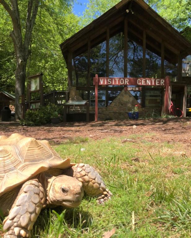 Turtle in front of the visitor center at Autrey Mill Nature Preserve in Johns Creek, Georgia
