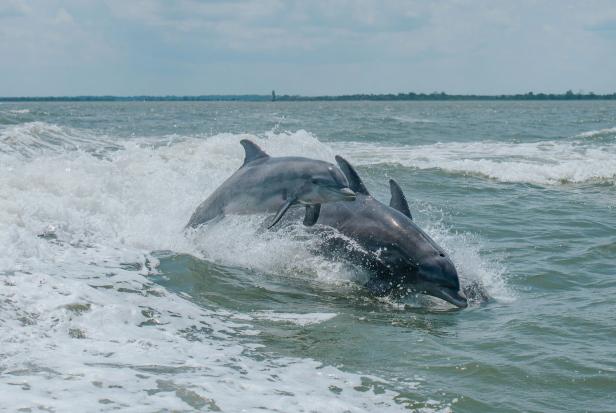 Dolphins off the Georgia coast