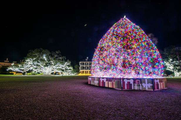 Holidays lights in the trees.