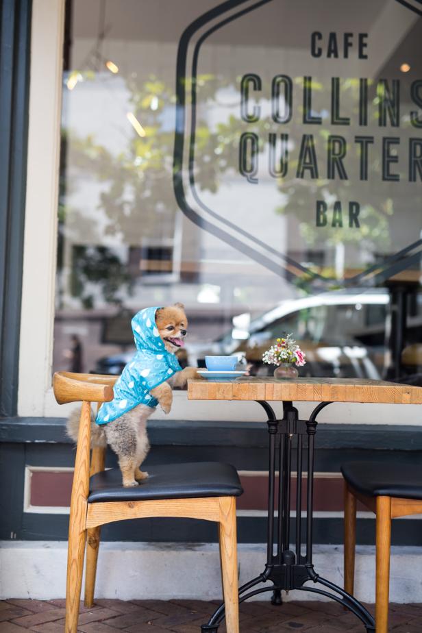 A dog stands on a chair with a paw on the table next to a cup of coffee outside Collins Quarter in Savannah
