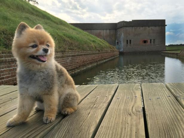 A dog sits on a bridge over water at Fort Pulaski National Monument in Savannah