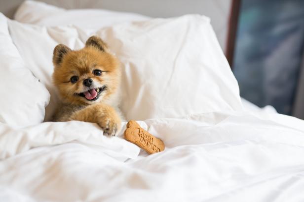 Dog in a bed under the covers at Hotel Indigo Savannah