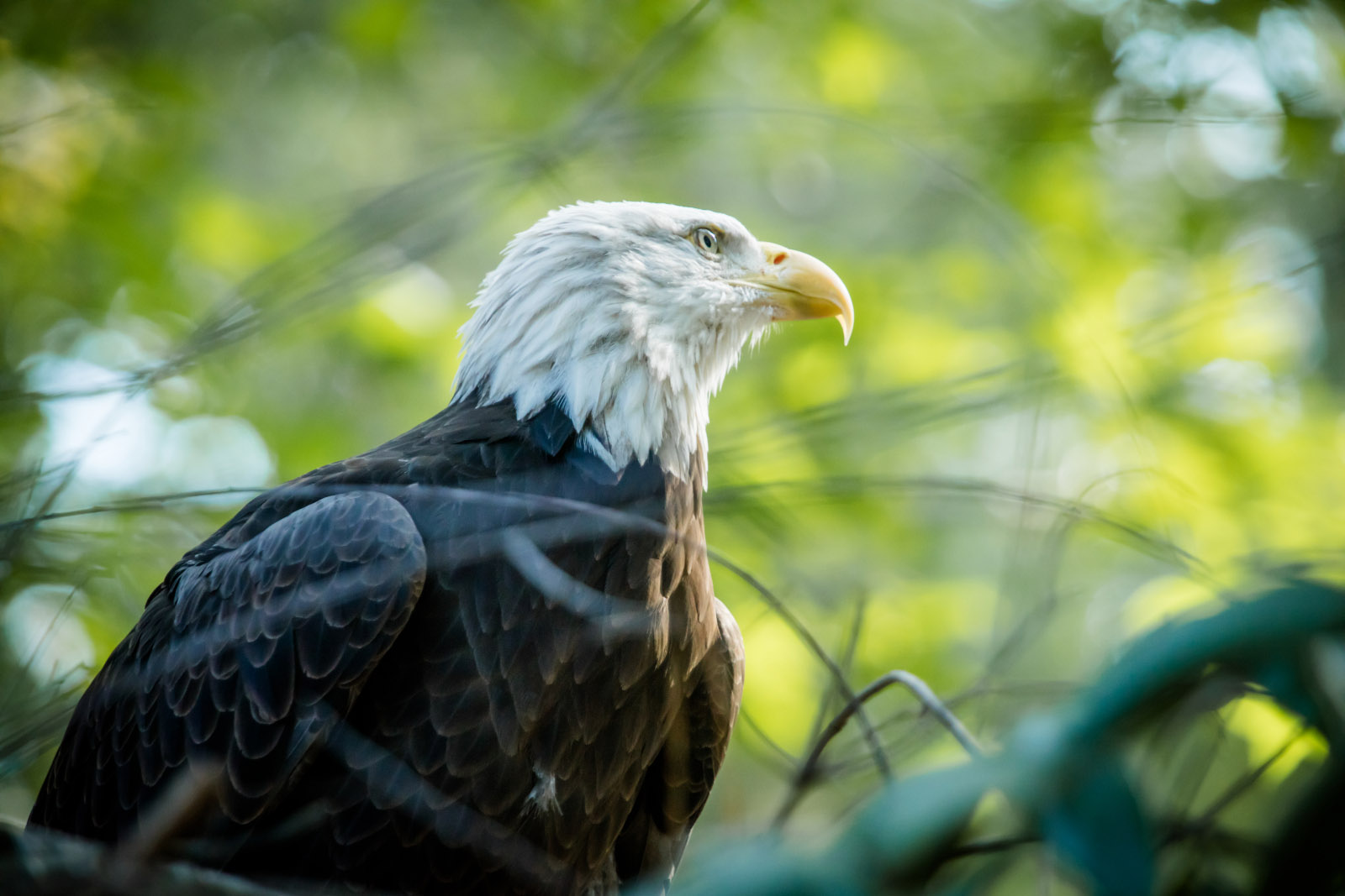 Georgia Southern eagle