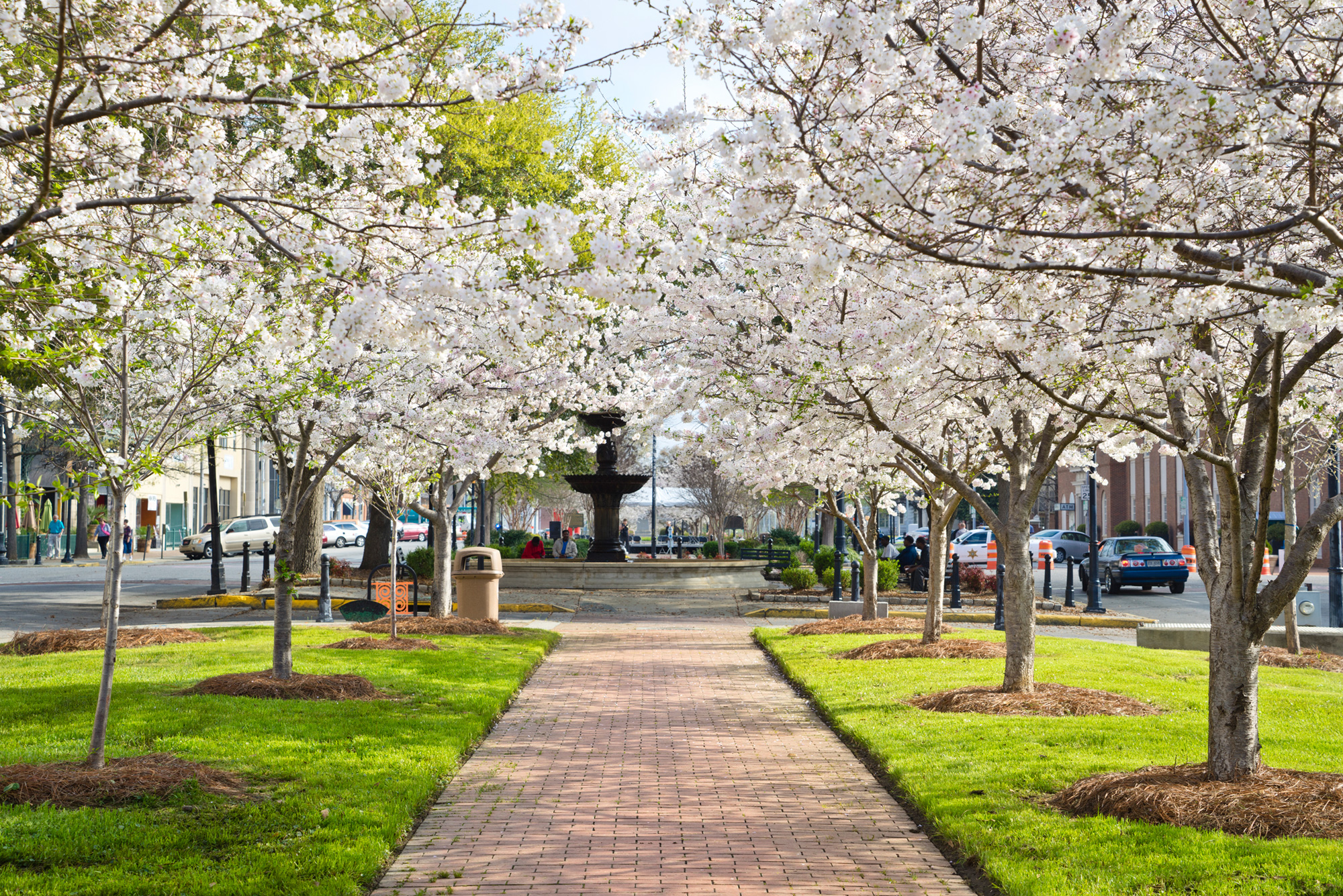 International Cherry Blossom Festival In Macon Official Georgia 