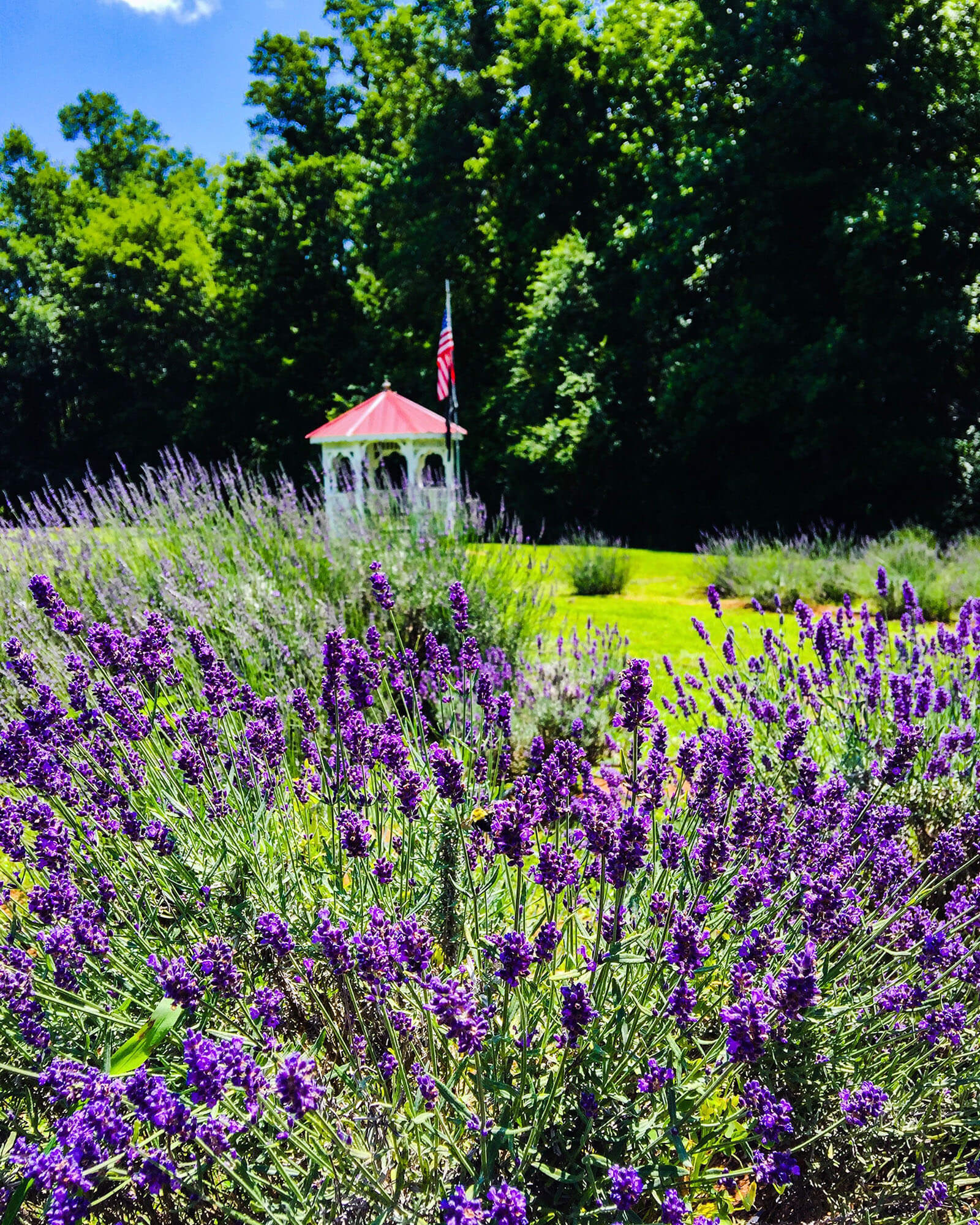 5 Things You Didn’t Know About Lavender Official Tourism