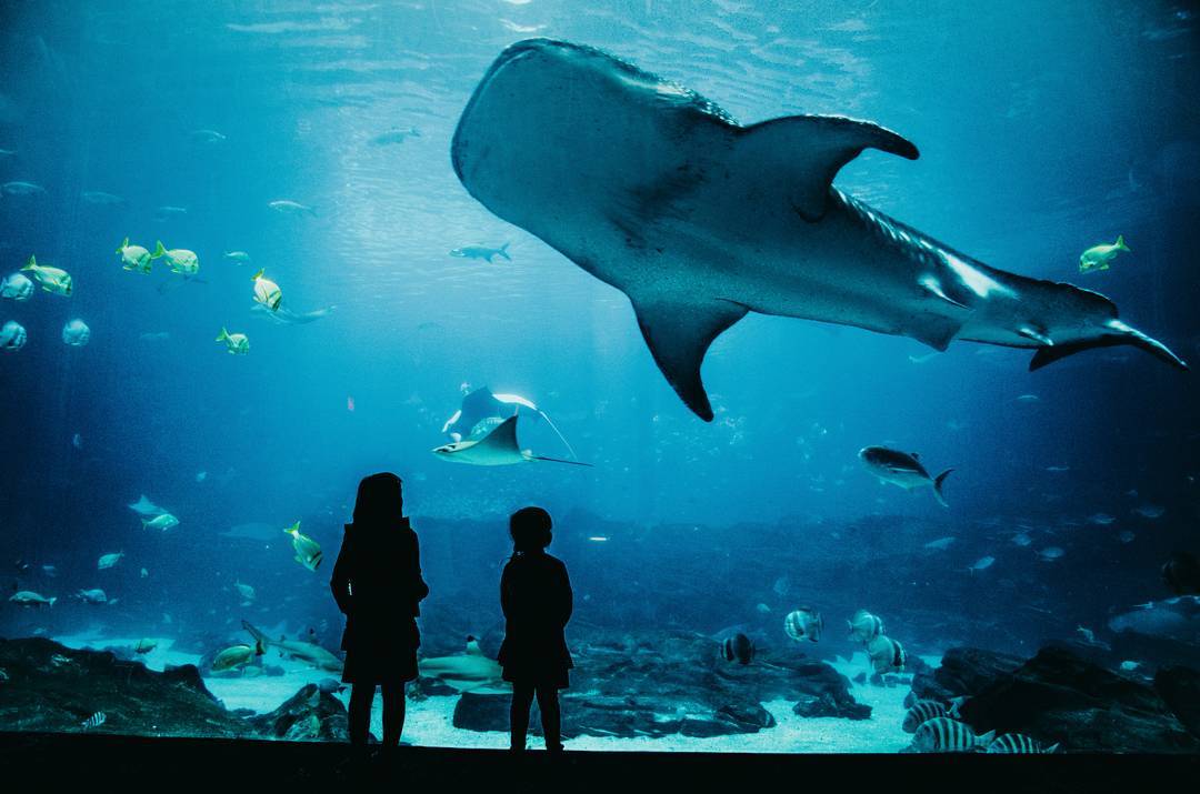 Georgia Aquarium photo by Romana Zackova, @romana_zackova