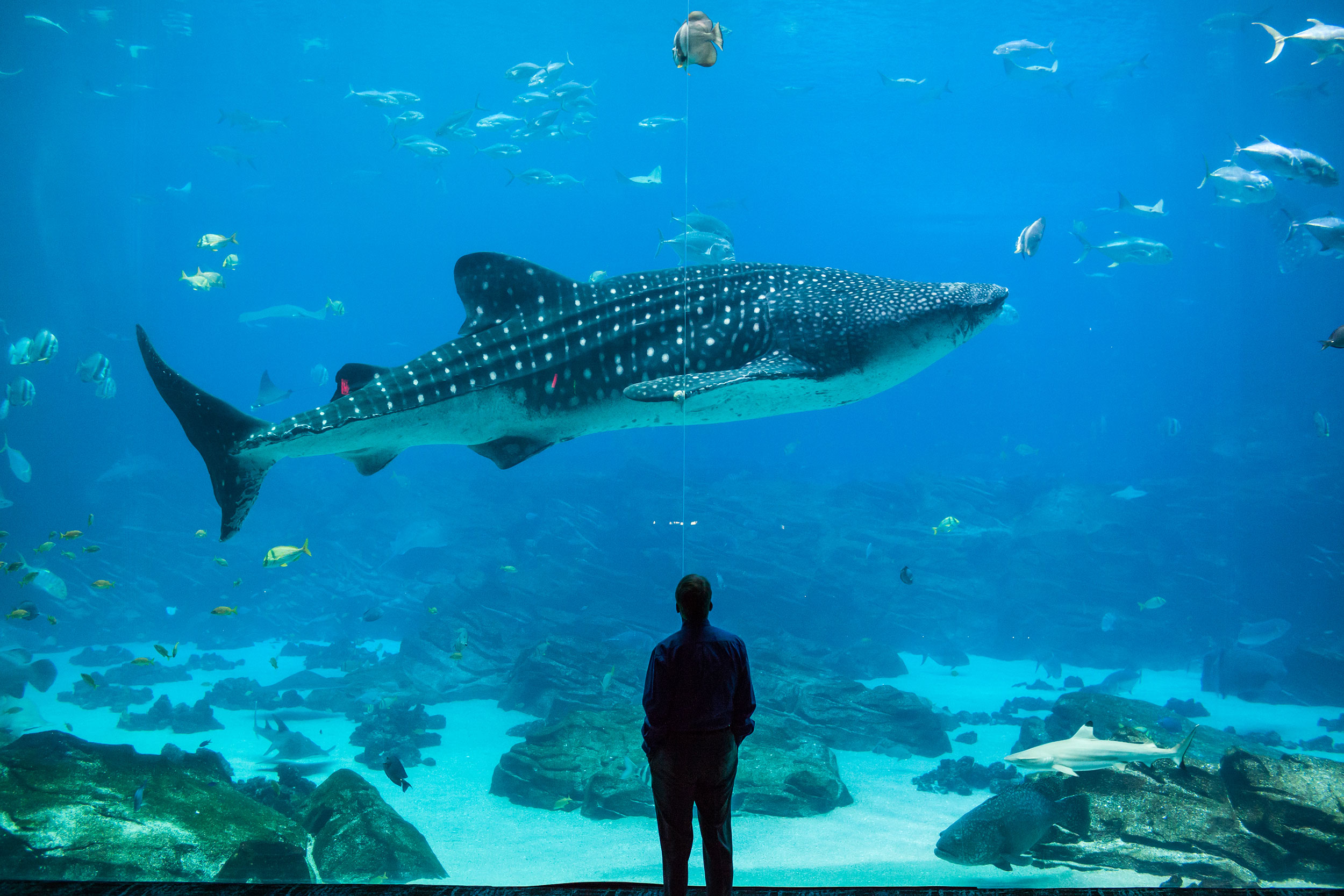 Person watching a whale shark at the Georgia Aquarium in Atlanta, Georgia