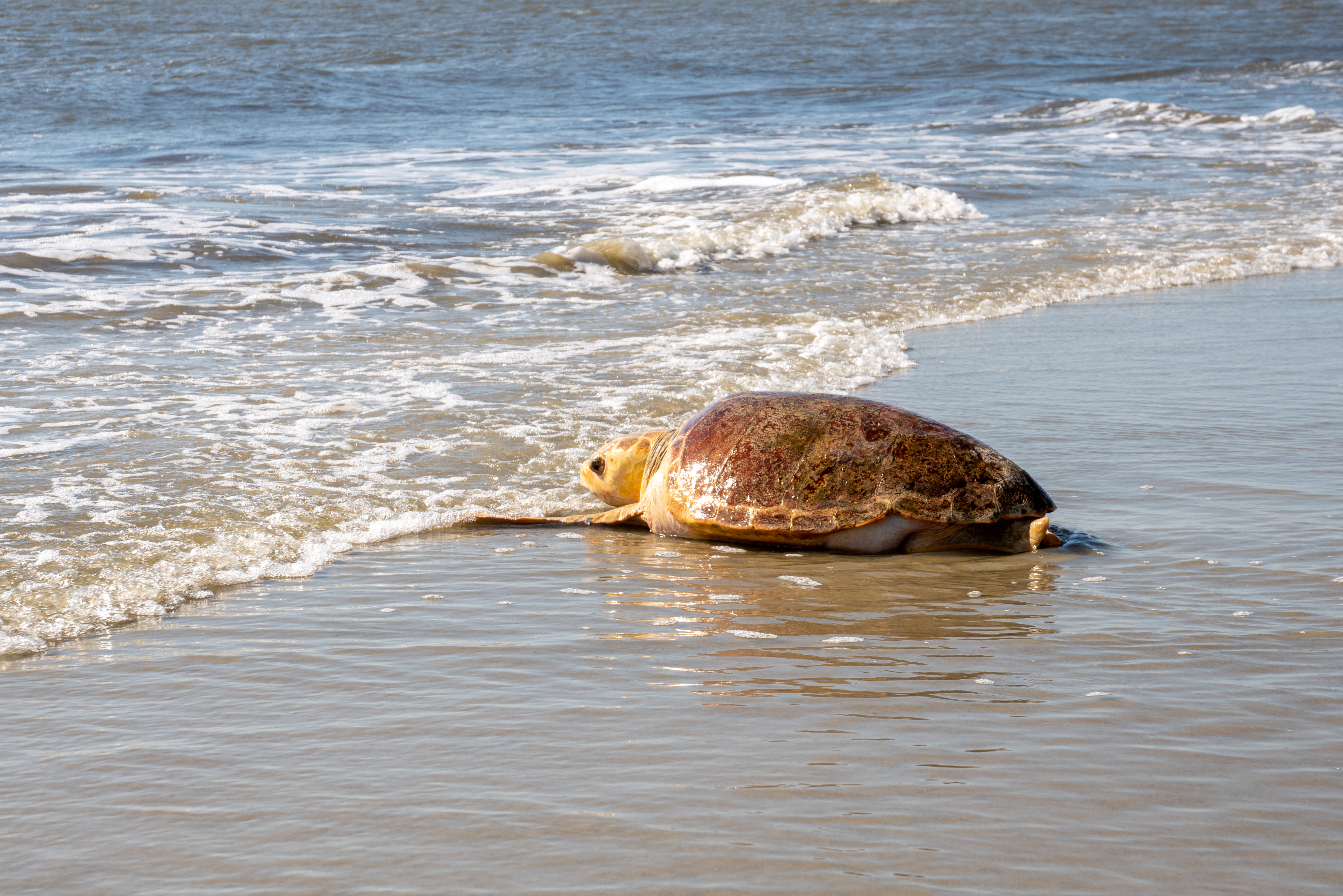 Turtle wading out to sea