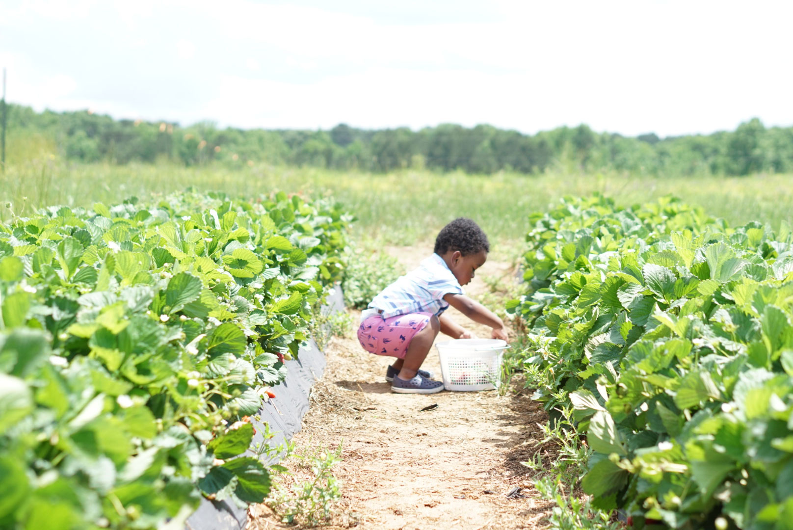 8 FamilyFriendly Farms Near Atlanta Explore