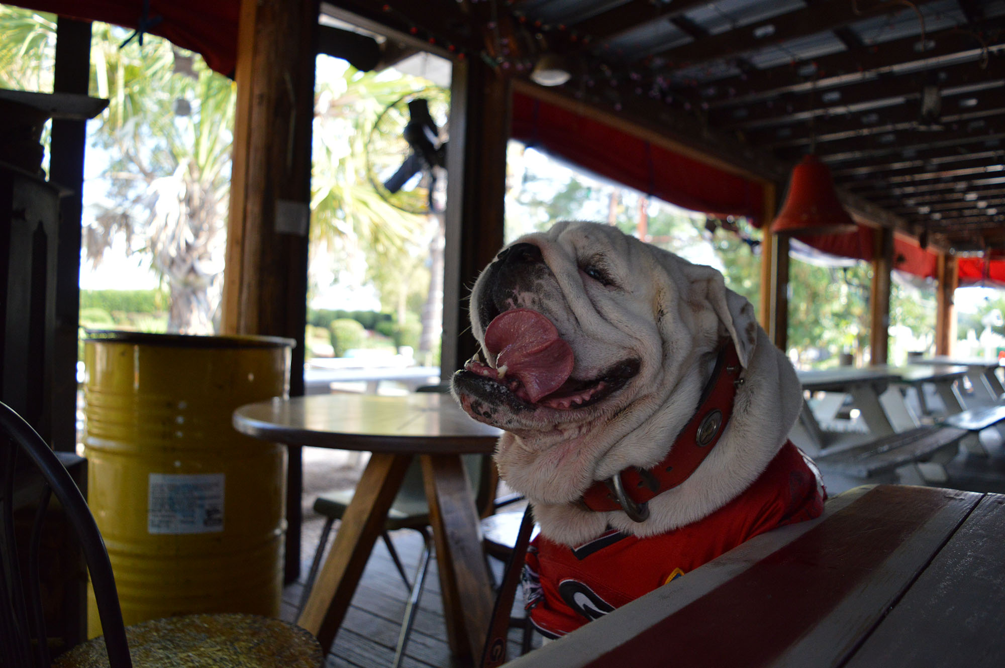 Pet-friendly dining at Cali-n-Tito's in Athens, Georgia