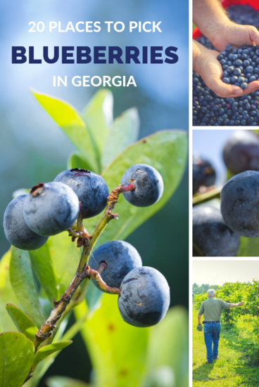 Places to pick blueberries pinterest
