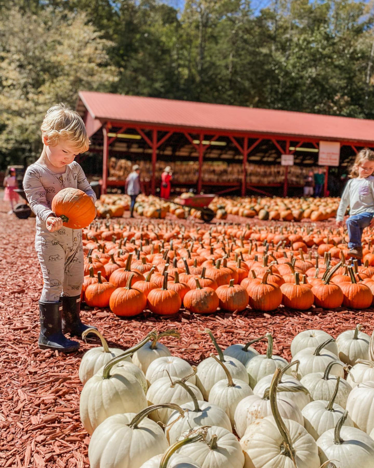 Child picking pumpkins at Burt's Farm in Dawsonville, Georgia