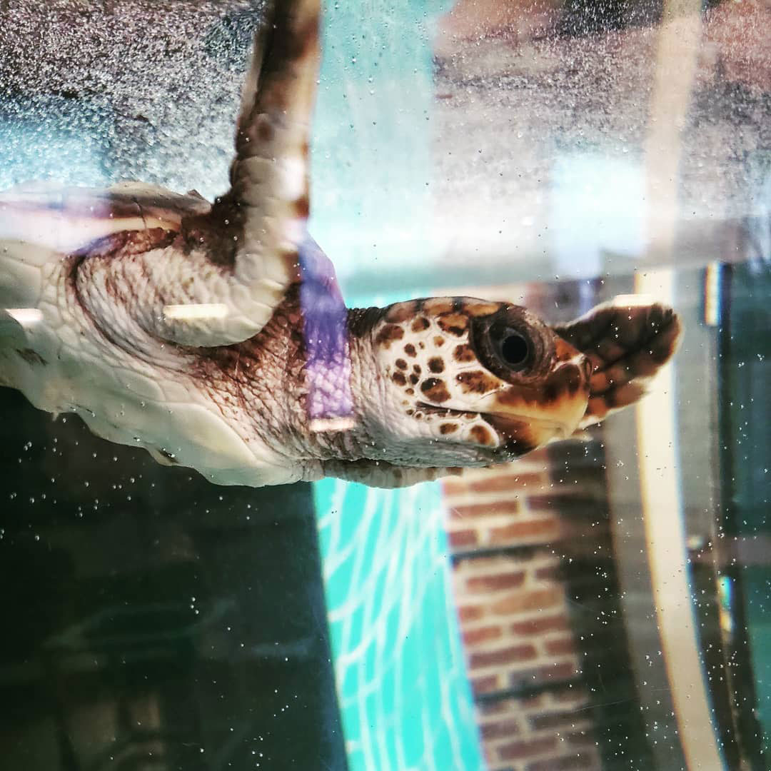 Georgia Sea Turtle Center on Jekyll Island. Photo by @roses_and_butterflies