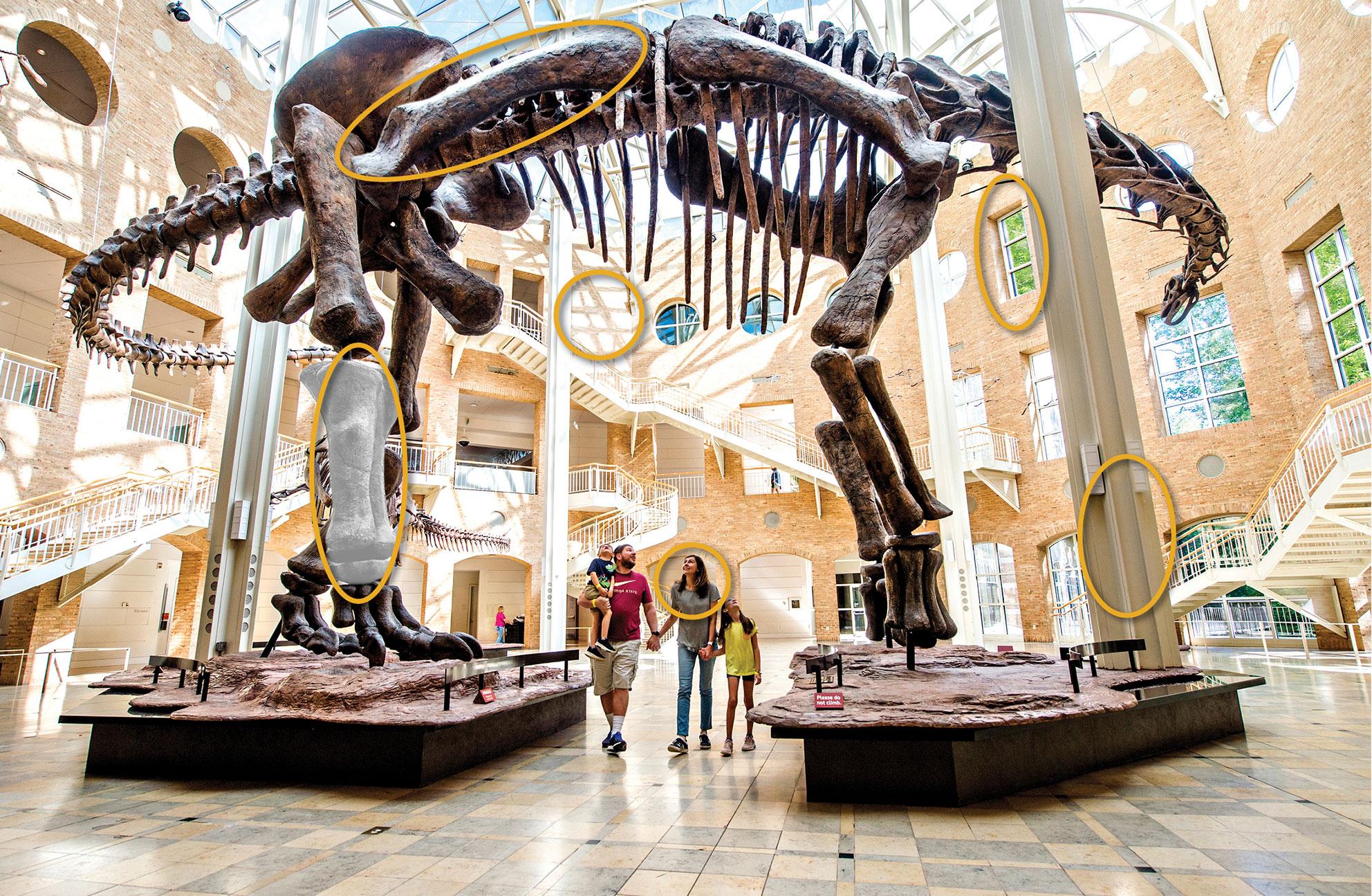 Fernbank spot the difference key