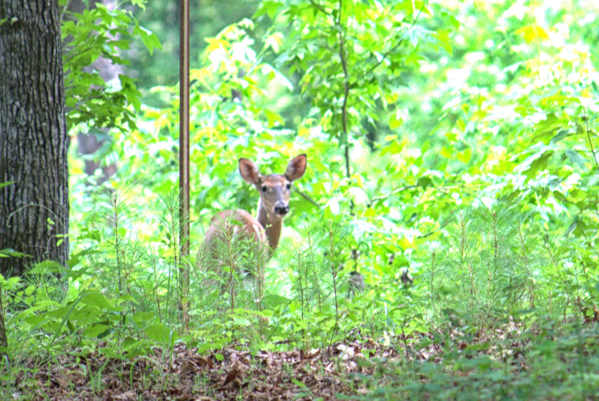 Piedmont National Wildlife Refuge