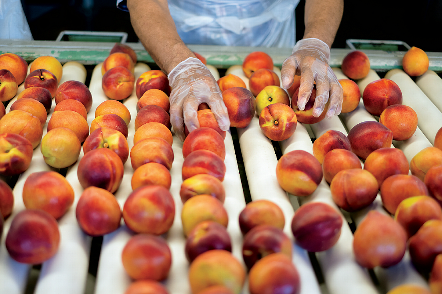 Peaches at Dickey Farms in Musella, Georgia