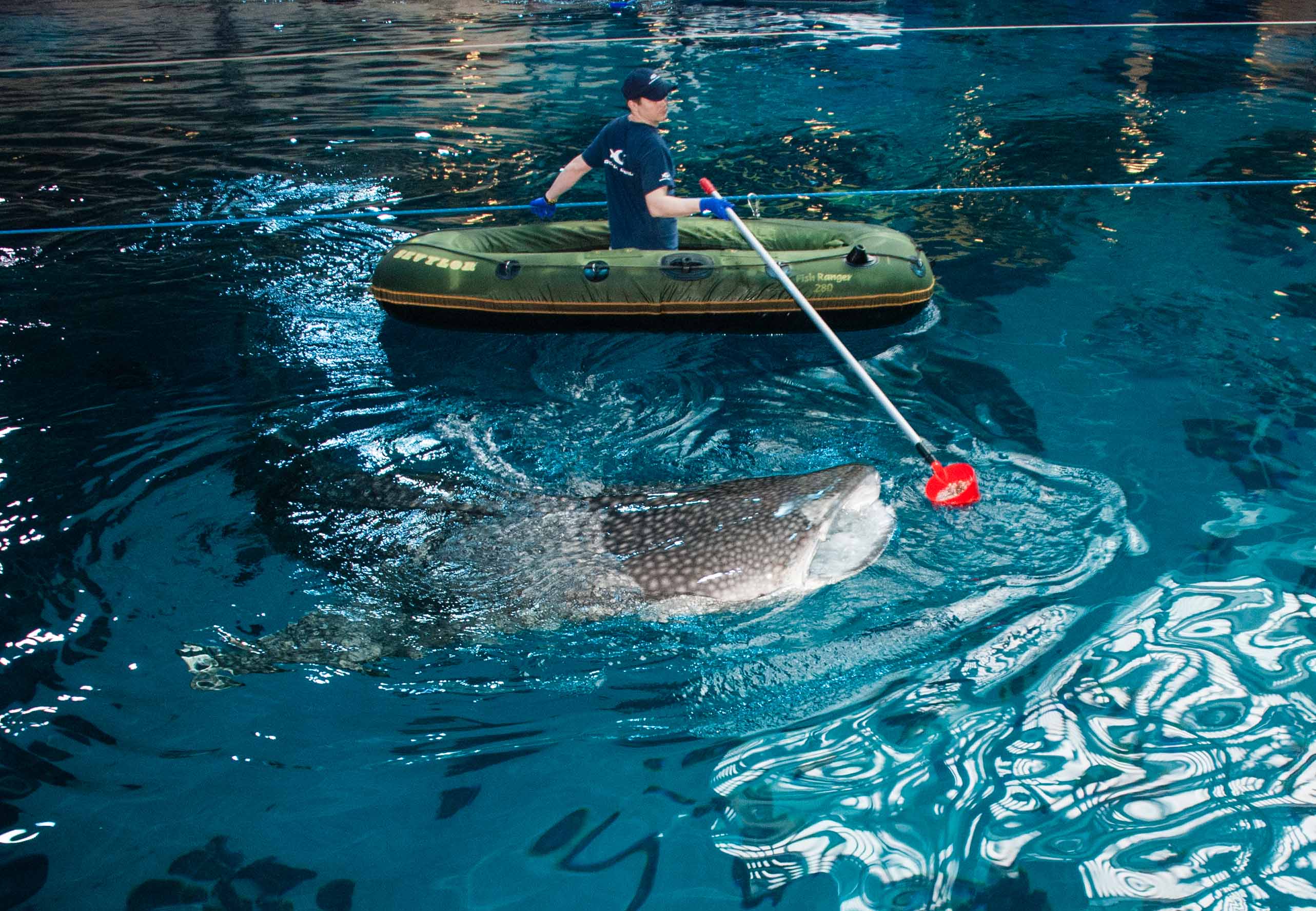 What Are The Ticket Prices For The Georgia Aquarium Aquarium Views