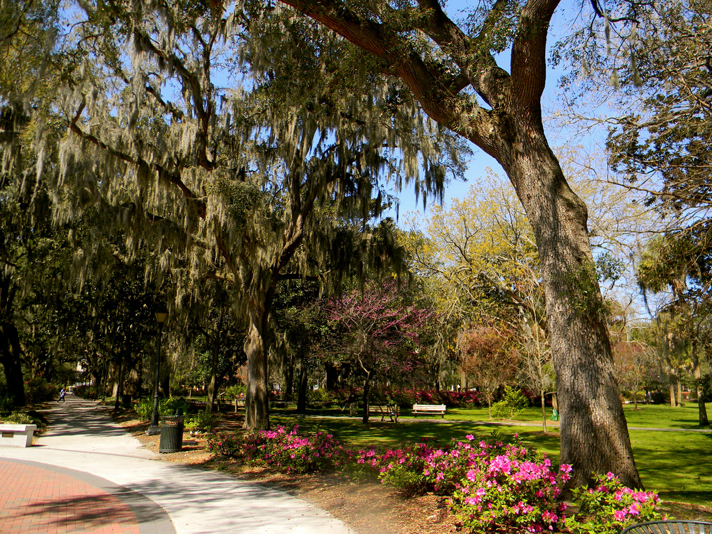Savannah