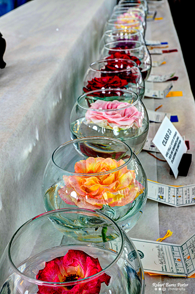 Thomasville Rose Show