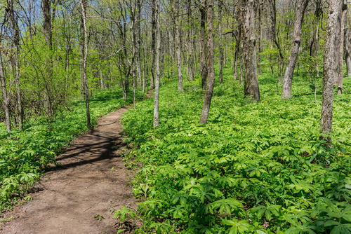 Trail on Springer Mountain via Shutterstock