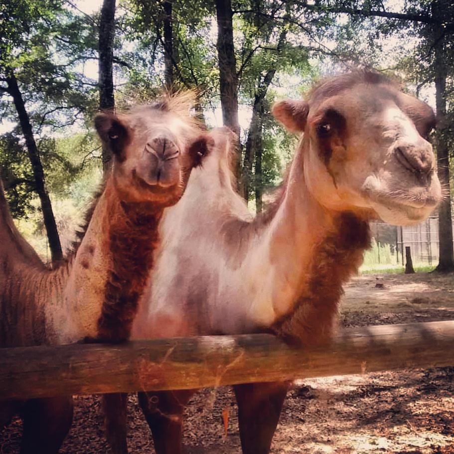Bogart and Audrey at Chehaw Park. Photo from Facebook.