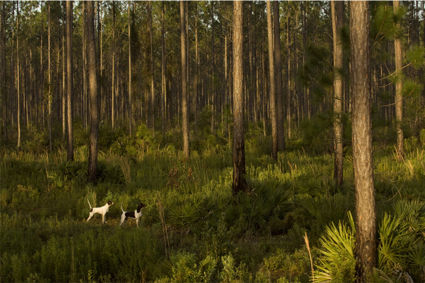 Hunting dogs at Cabin Bluff in Woodbine, Georgia