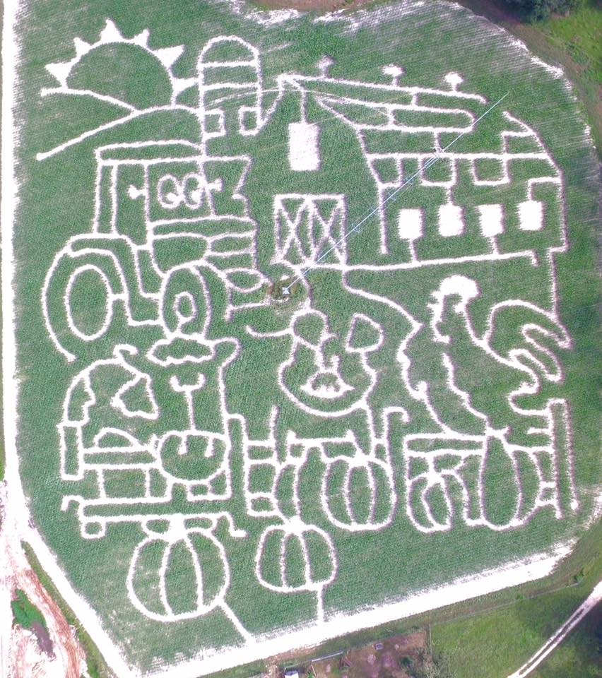 2017 corn maze at Calhoun Produce in Ashburn, Georgia
