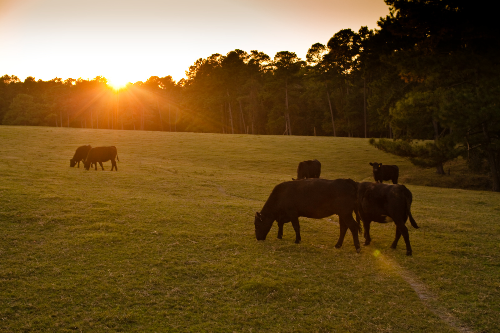 Cattle in Pineview