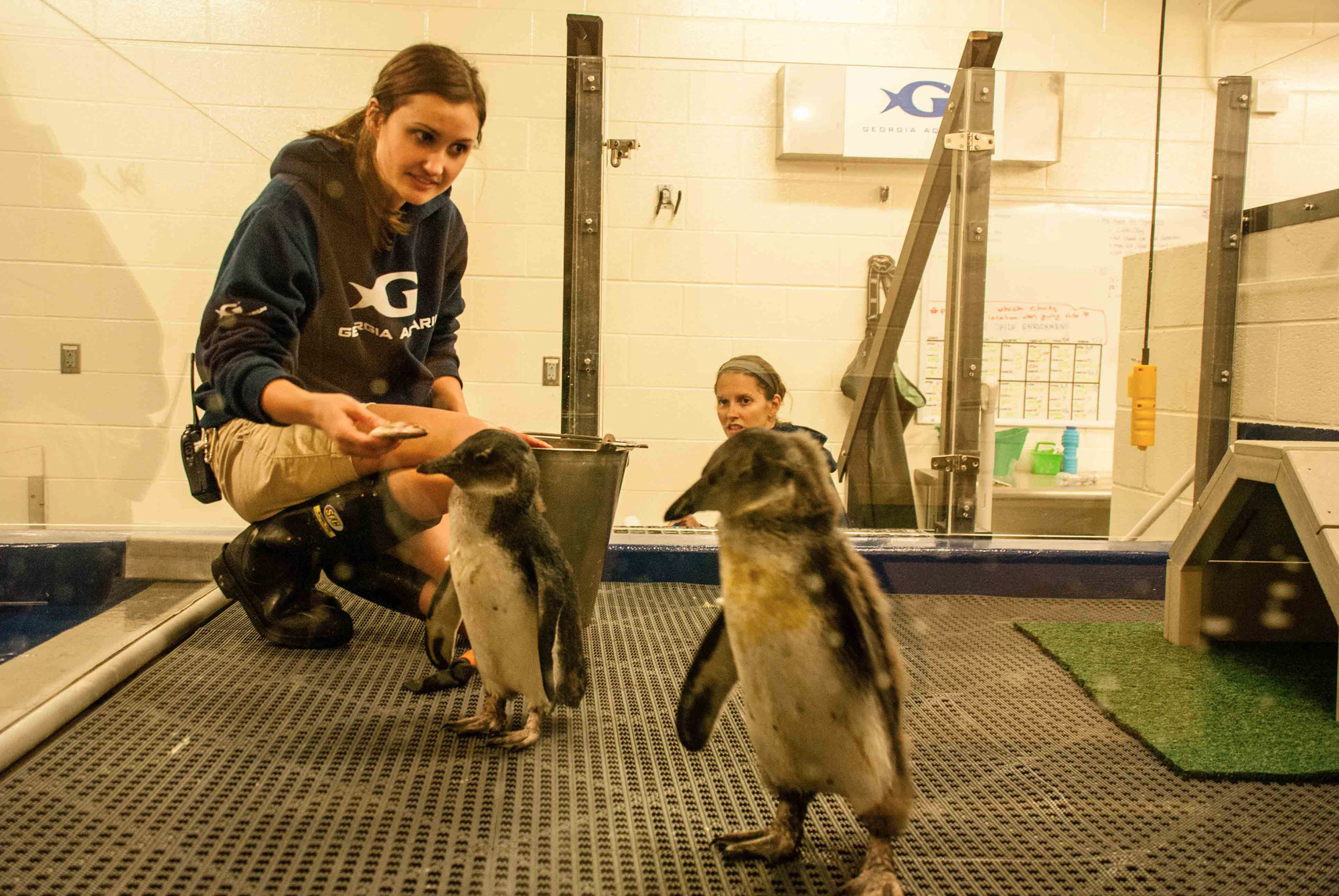 Take a Behind the Scenes tour of the Georgia Aquarium to see how the animals are fed