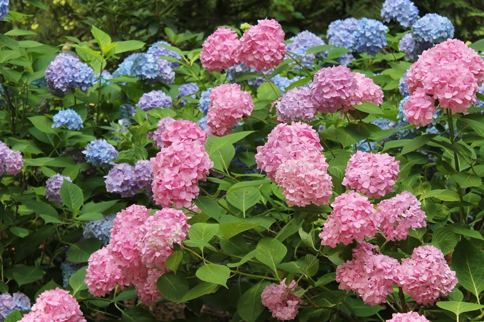 Hydrangeas for Every Garden Official Tourism & Travel site
