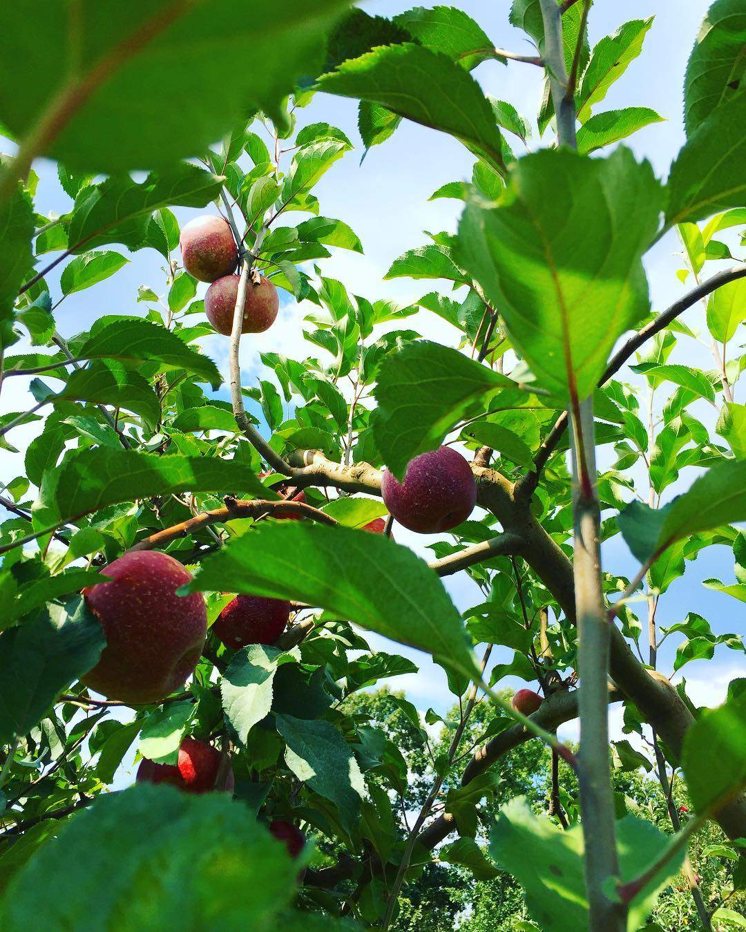 Apple Picking Adventure At Jaemor Farms: A Crisp Autumn Treat