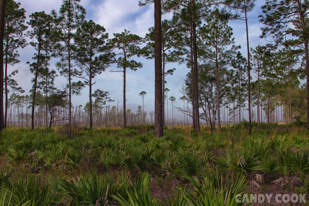 Okefenokee National Wildlife Refuge
