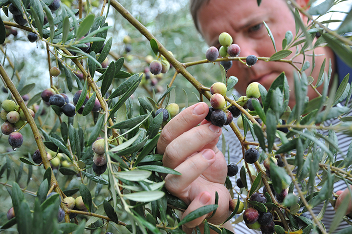 Georgia Olive Farms in Lakeland, Georgia