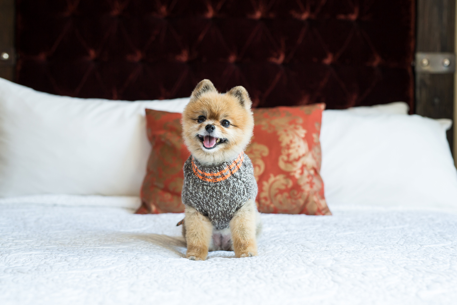 Traveling with Pets Explore