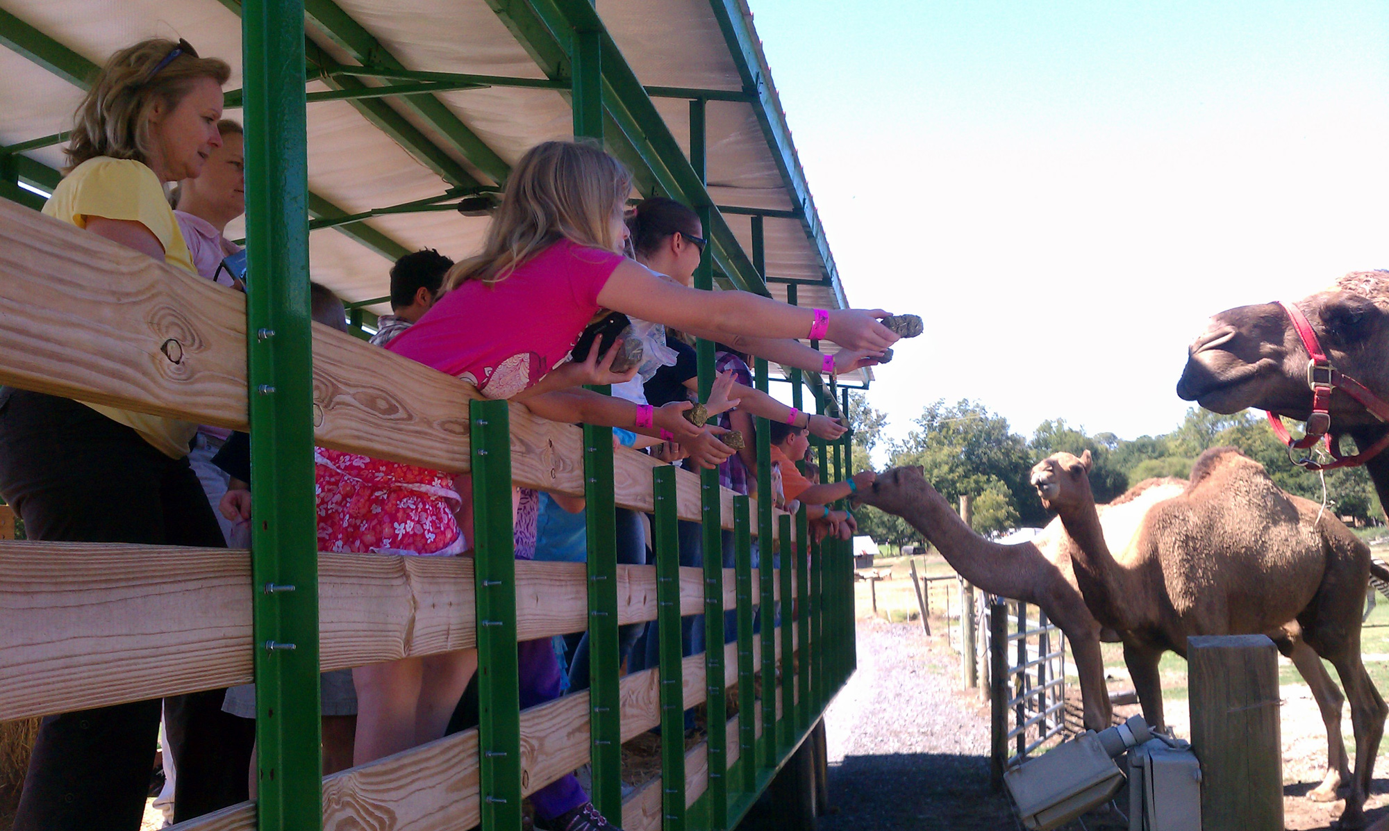 Take a hayride at Pettit Creek Farms and feed adult camels, too.