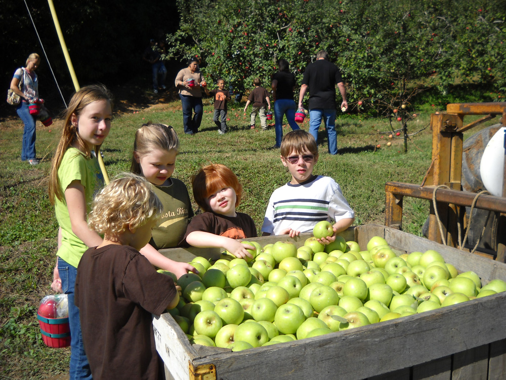 Pick your own apples at B.J. Reece Orchards in Ellijay