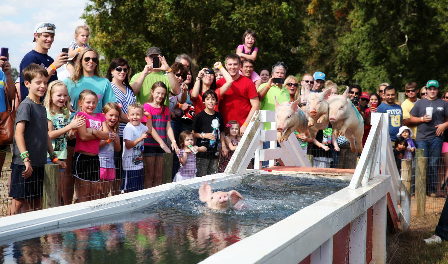 Pig Races at Washington Farms