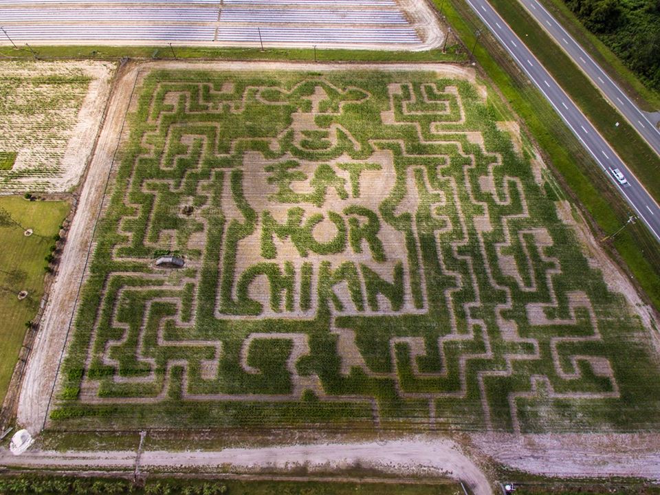 2017 corn maze at Raisin' Cane in Valdosta, Georgia