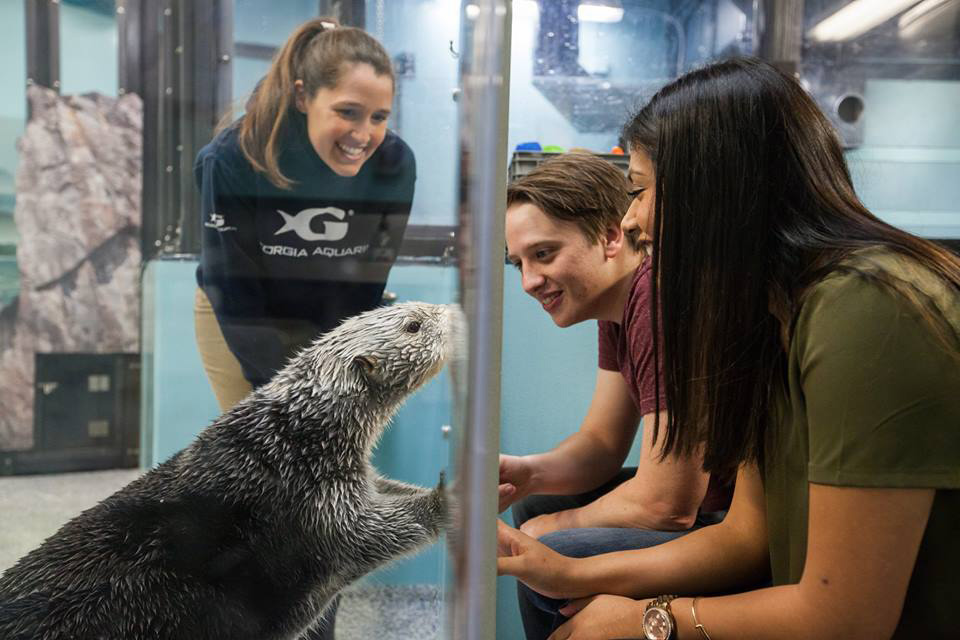 Les loutres de mer à l'aquarium de Géorgie