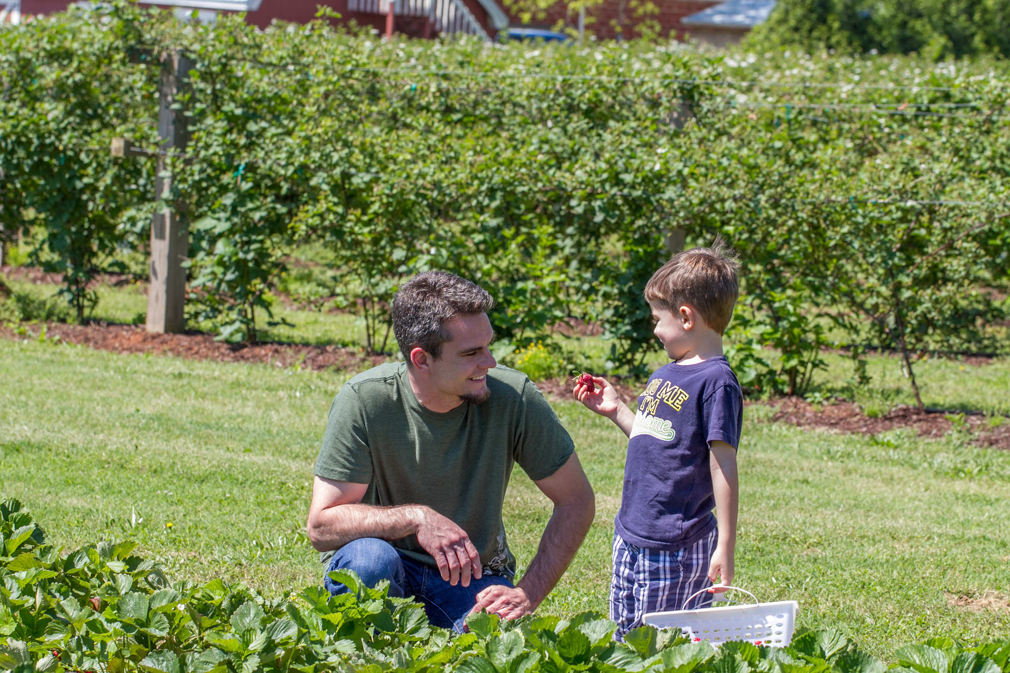 Strawberry Festivals Official Tourism & Travel