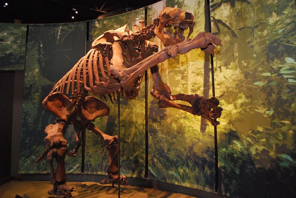 Discover how life on Earth began in the Tellus Science Museum's Fossil Gallery in Cartersville