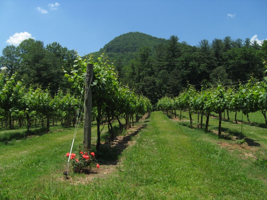 Tiger Mountain Vineyards in Rabun County