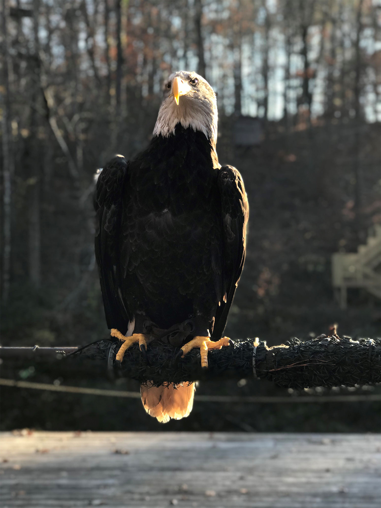 4 Places to See Bald Eagles in Georgia | Explore Georgia