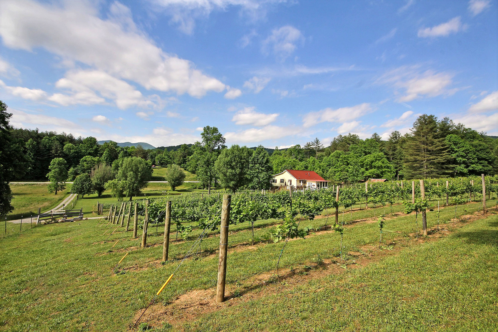 Hightower Creek Vineyards in Hiawassee, Georgia