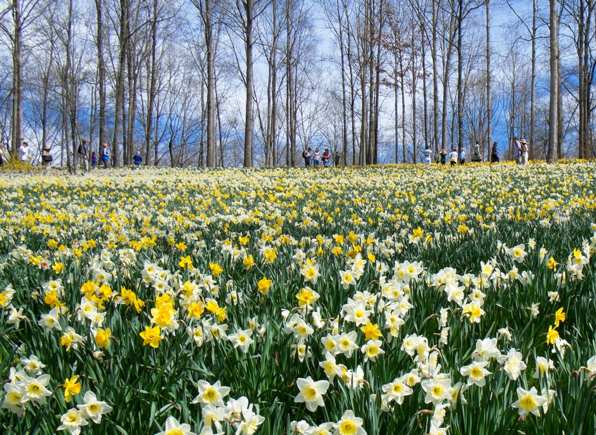 Daffodil Colorfest Official Georgia Tourism Travel Website Daffodil Colorfest Official Georgia