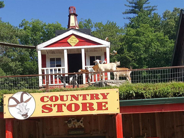 Goats on the Roof near Clayton, Georgia