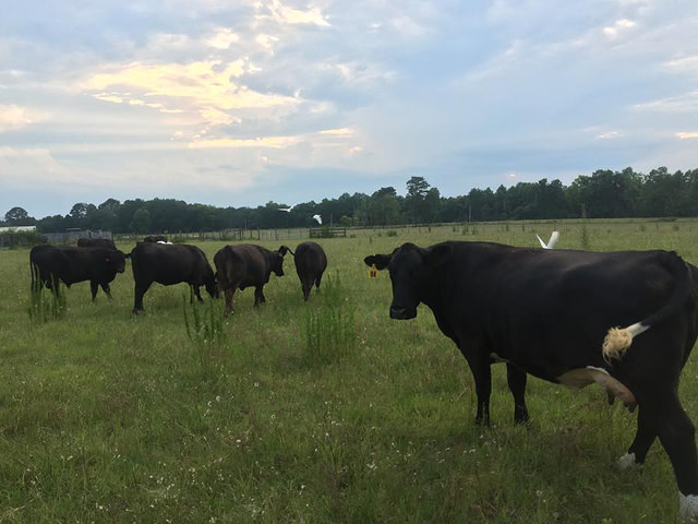 Cows at Hunter Cattle Company