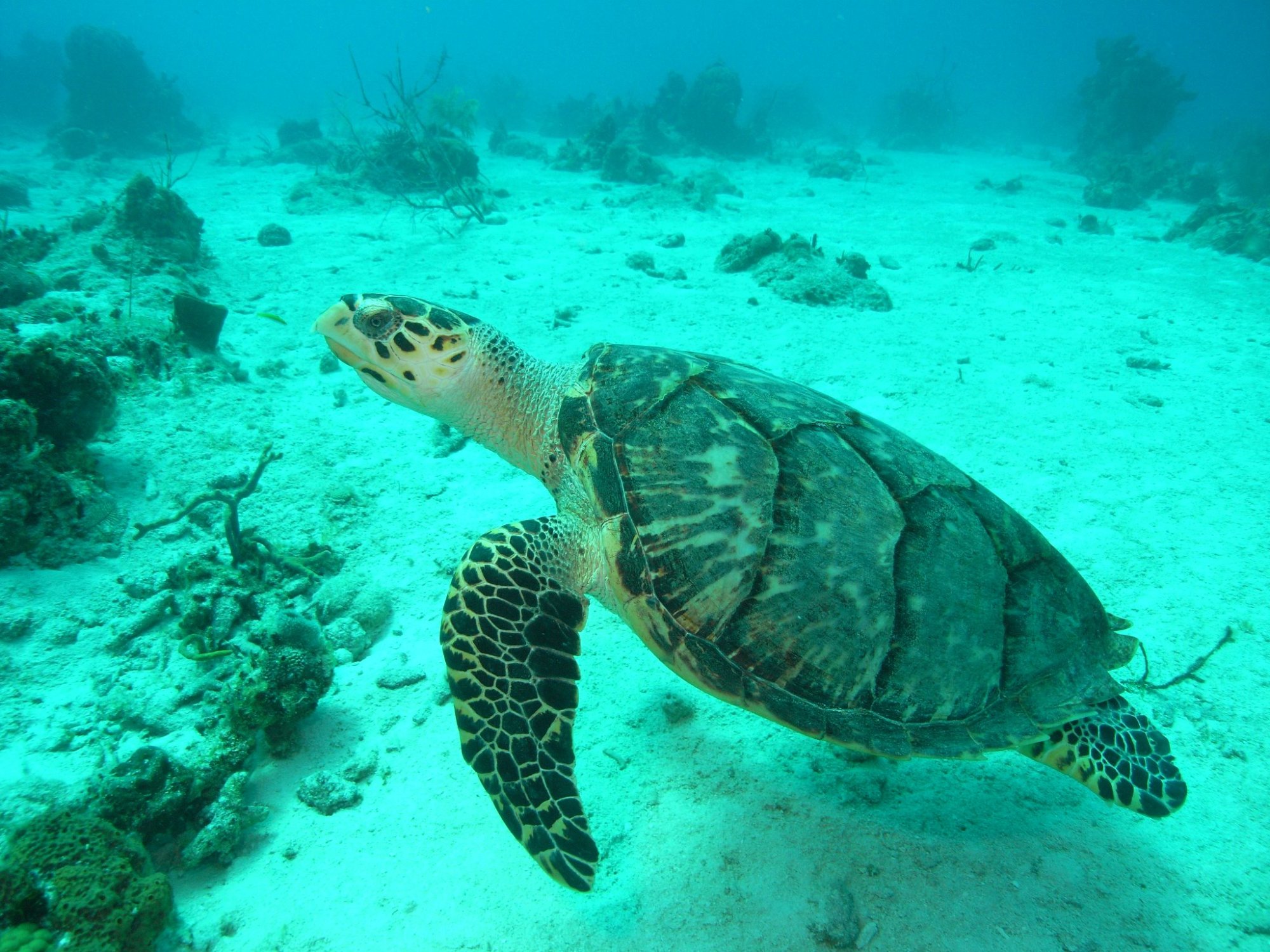 Island Dive Center Official Tourism & Travel site