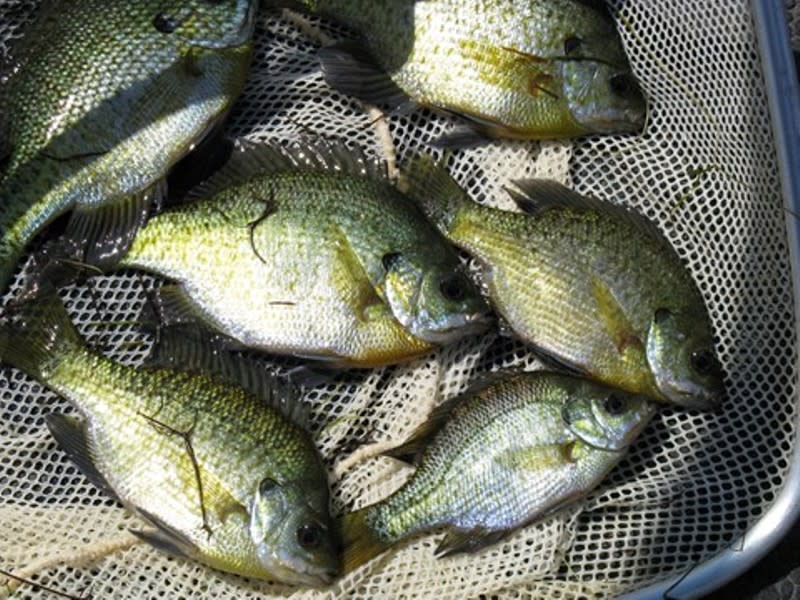 Owen and Williams Fish Farm Explore